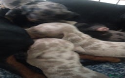 Miniature Dachshund dogs for sale: Miniature dachshund puppies - Image 3