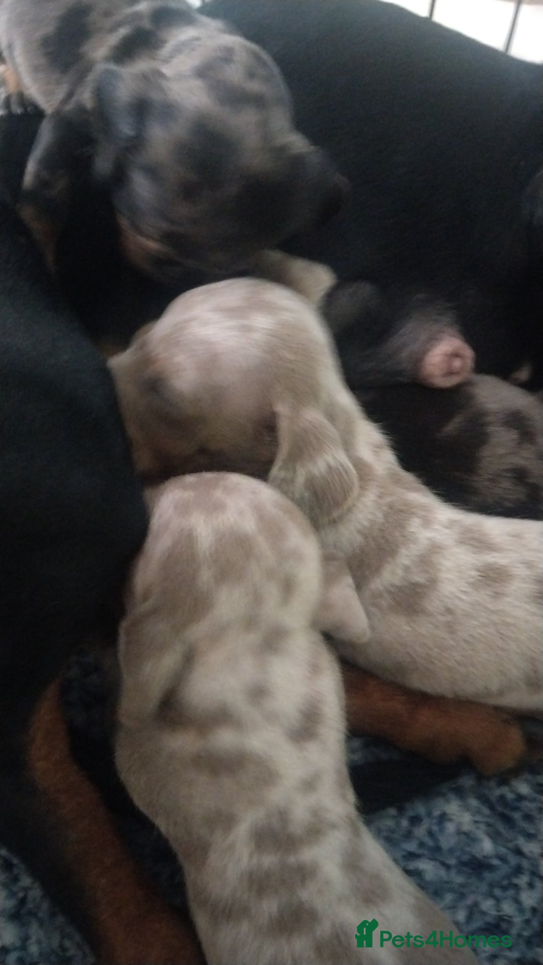 Miniature Dachshund dogs for sale: Miniature dachshund puppies - Image 3