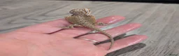 Bearded Dragon reptiles for sale: Baby bearded dragons  - Advert 8
