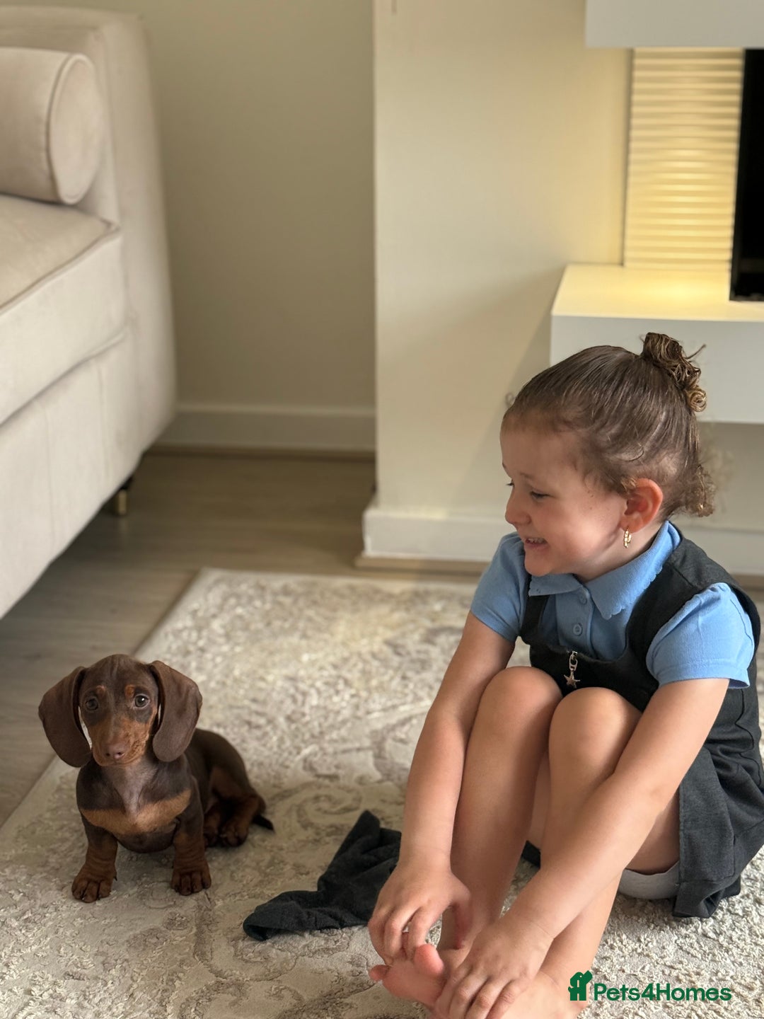 Dachshund dogs for sale: Dashound bella puppy - Advert 2