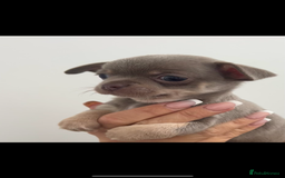 Chihuahua dogs for sale: 🐾LAST  BLUE PARTI CHIHUAHUA GIRL🐾 - Image 2