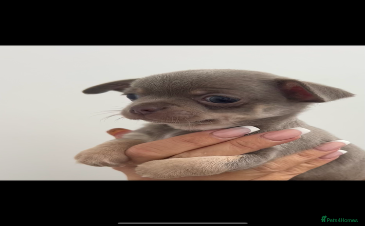 Chihuahua dogs - Advert 6