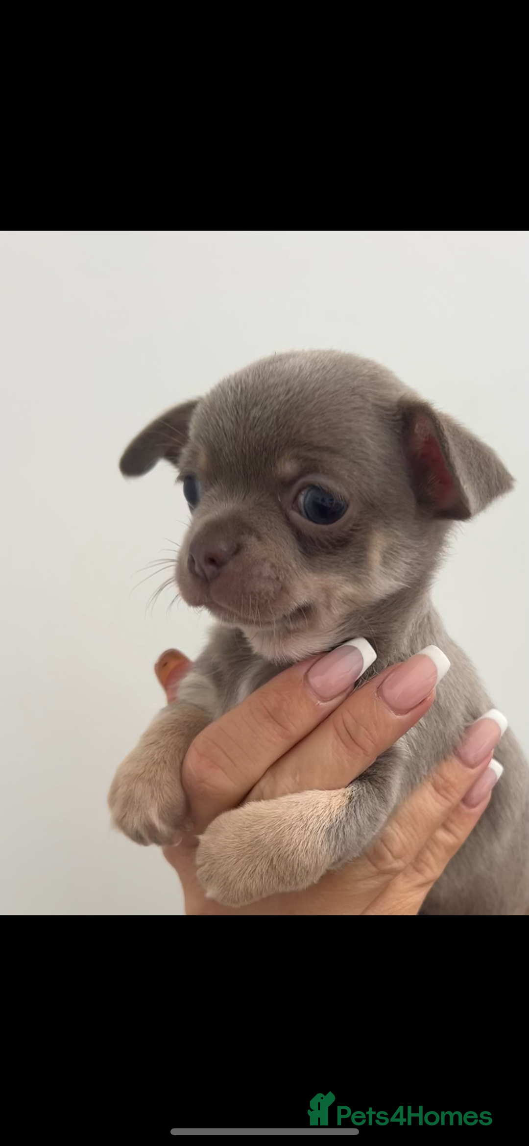 Chihuahua dogs for sale: 🐾LAST  BLUE PARTI CHIHUAHUA GIRL🐾 - Image 2