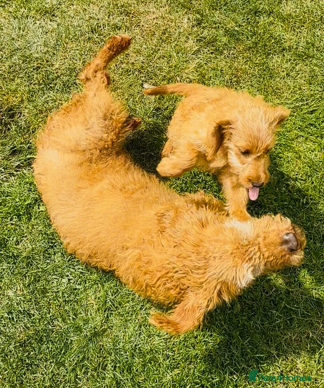 Labradoodle dogs for sale: extensively health clear F1b TOY labradoodle pup🐶 - Advert 10