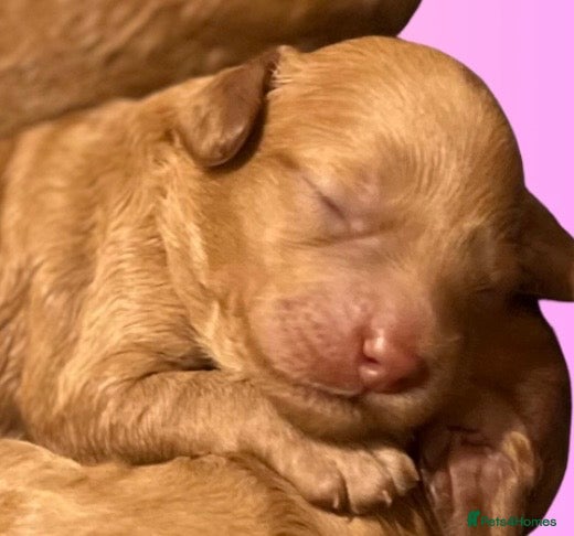 Australian Labradoodle dogs Tiny Tails,Big♥️Australian labradoodle - Advert 5