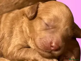 Australian Labradoodle dogs Tiny Tails,Big♥️Australian labradoodle - Advert 5