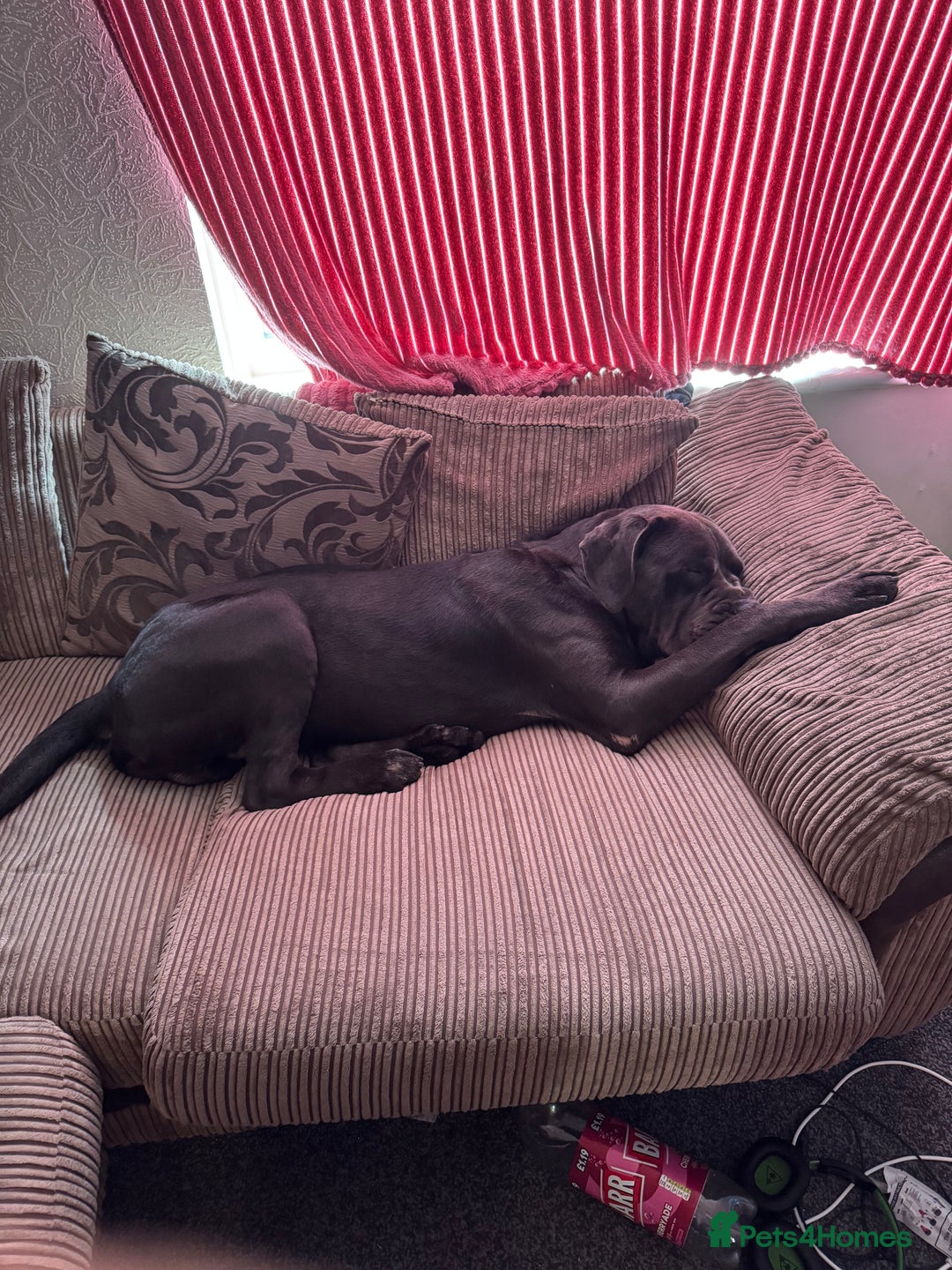 Cane Corso dogs for sale: Male cane corso  - Advert 7