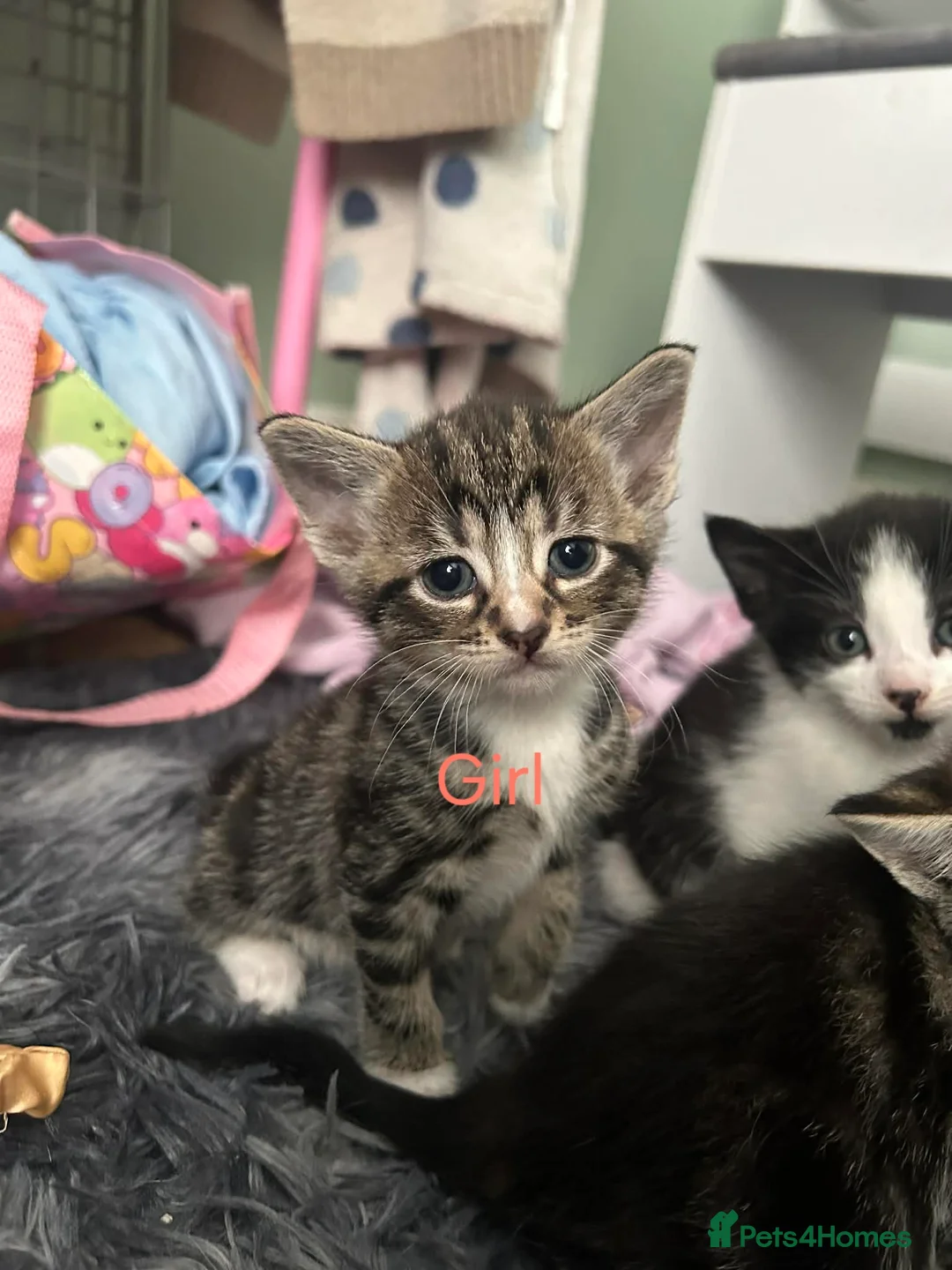 Mixed Breed cats for sale: Kittens for sale - Advert 7