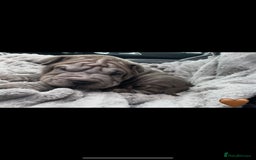 Shar Pei dogs for sale: Shar Pei Puppies  - Image 15