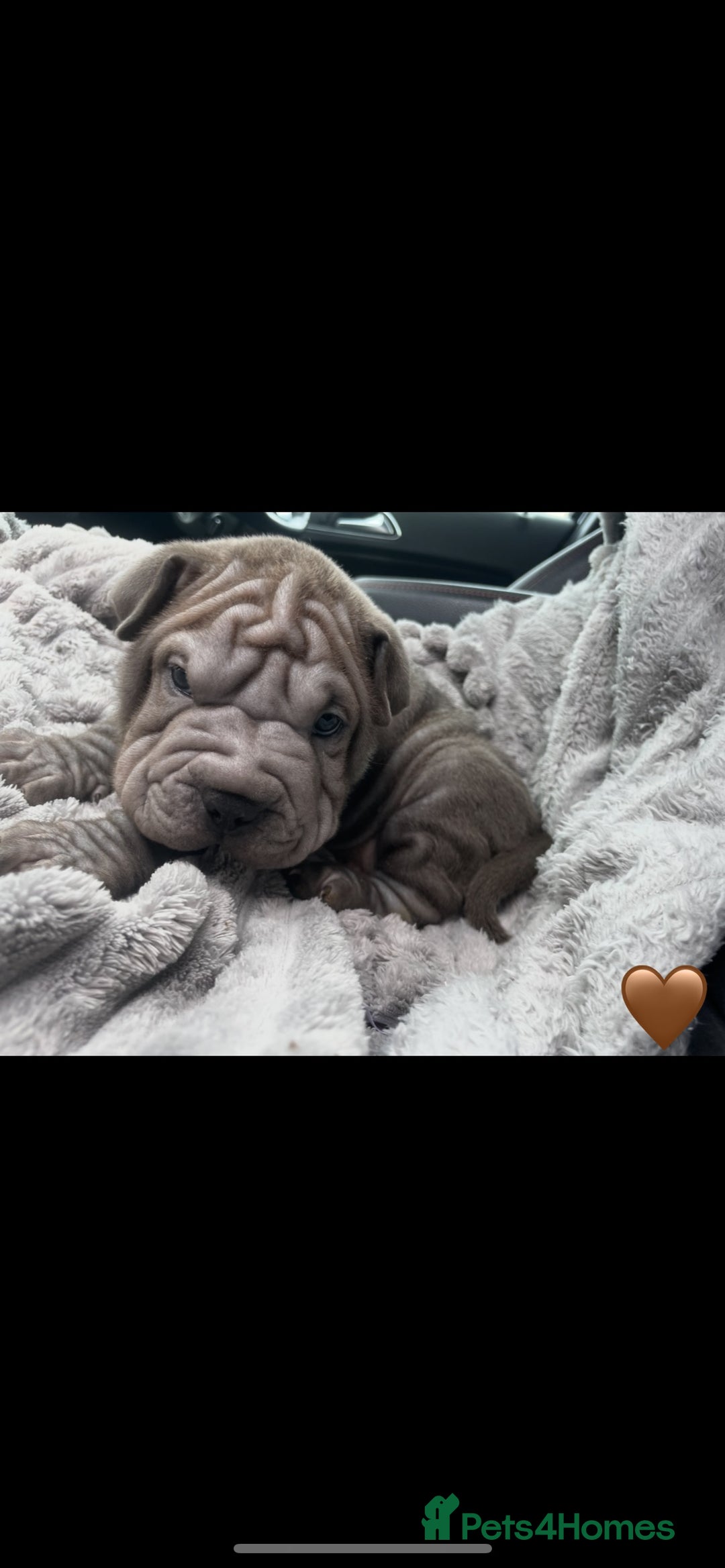Shar Pei dogs for sale: Shar Pei Puppies  - Image 15