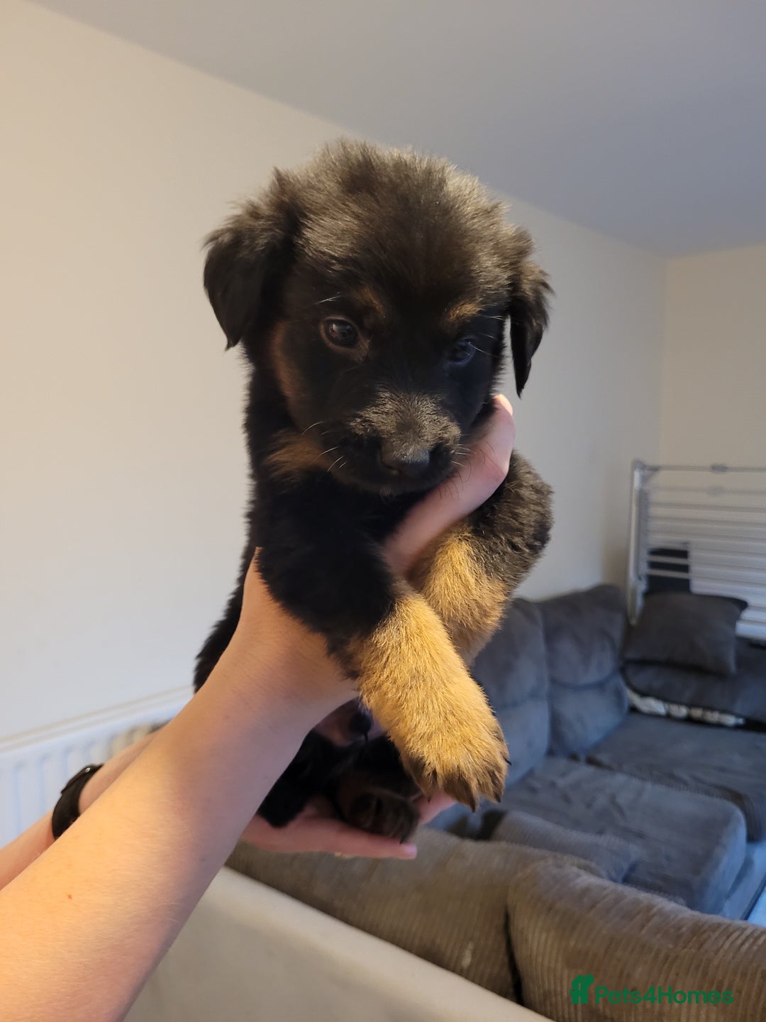 Mixed Breed dogs for sale: German Shepherd X Labrador  - Image 12
