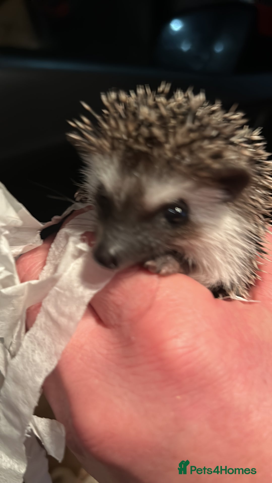 Pygmy Hedgehog rodents for sale: African pygmy hedgehog - Advert 3