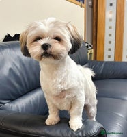 Mixed Breed dogs - Advert 2