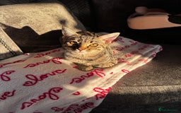 Mixed Breed cats for sale: Female Kitten - For Sale - Image 2