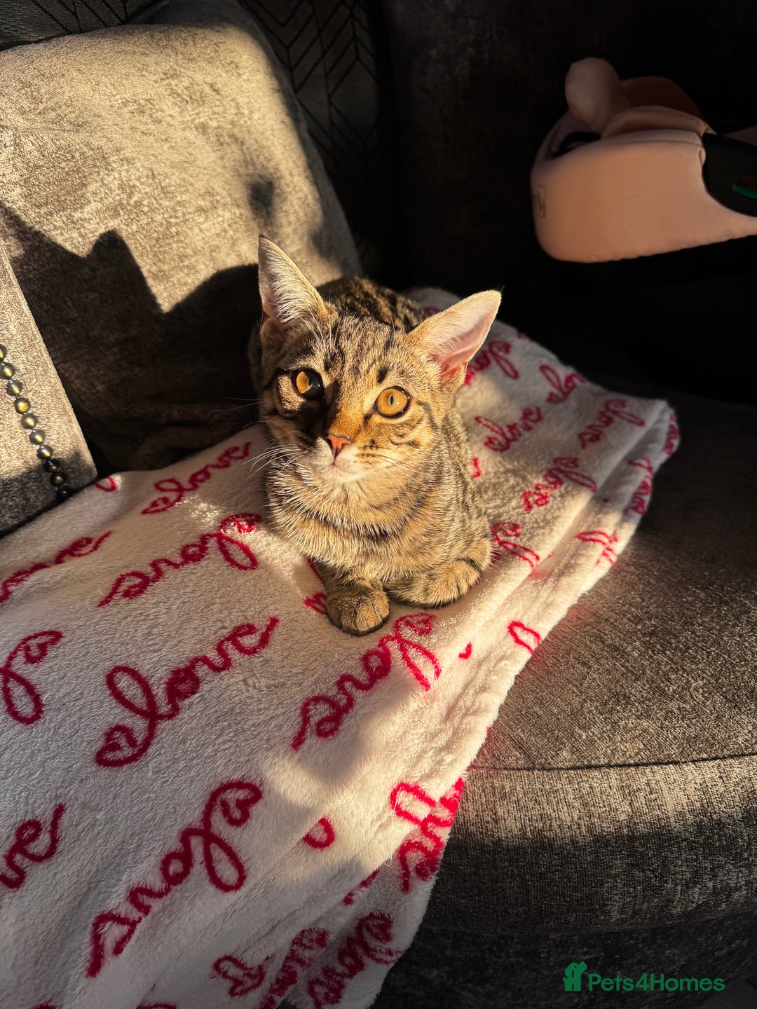 Mixed Breed cats for sale: Female Kitten - For Sale - Image 2