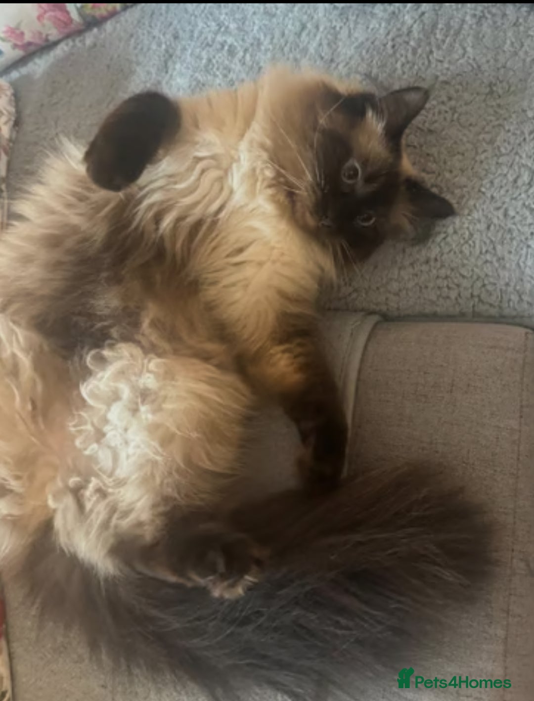 Ragdoll cats for sale: Ragdoll Seal Point - Image 3