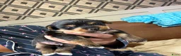 Mixed Breed dogs for sale: Jorkie pups for sale  - Advert 14