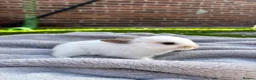 Mixed Breed rabbits for sale: Gorgeous mixed dwarf lop bunnies  - Advert 12