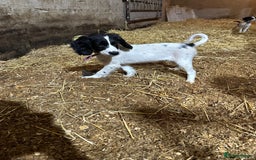 English Springer Spaniel dogs for sale: Springer spaniel pups for sale  - Advert 8