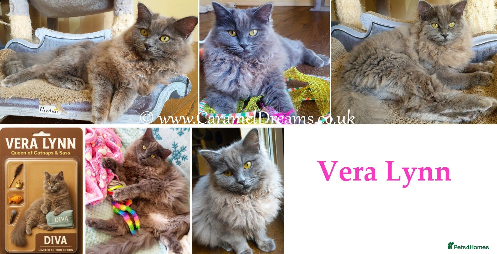 Ragdoll cats for sale: Beautiful Girl Available - Advert 1