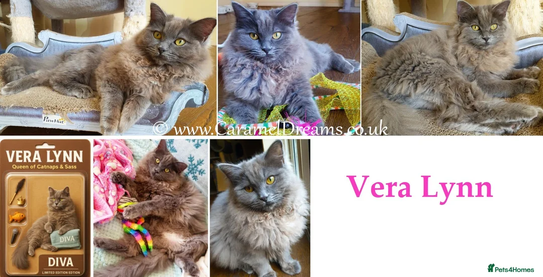 Ragdoll cats for sale: Beautiful Girl Available - Advert 1