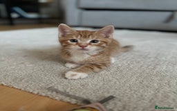 Domestic Shorthair cats for sale: Lovely ginger kittens - Image 15