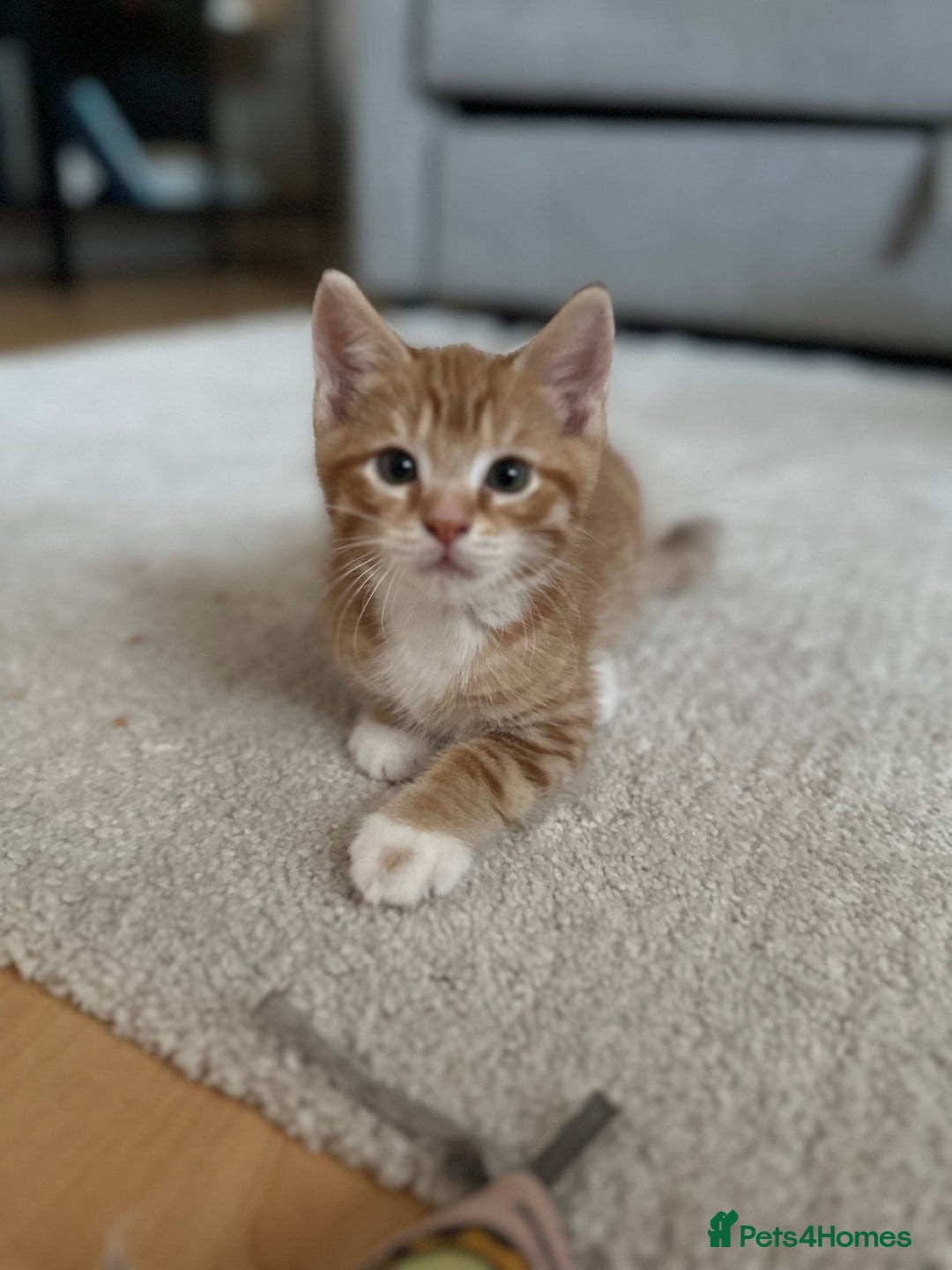 Domestic Shorthair cats for sale: Lovely ginger kittens - Image 15