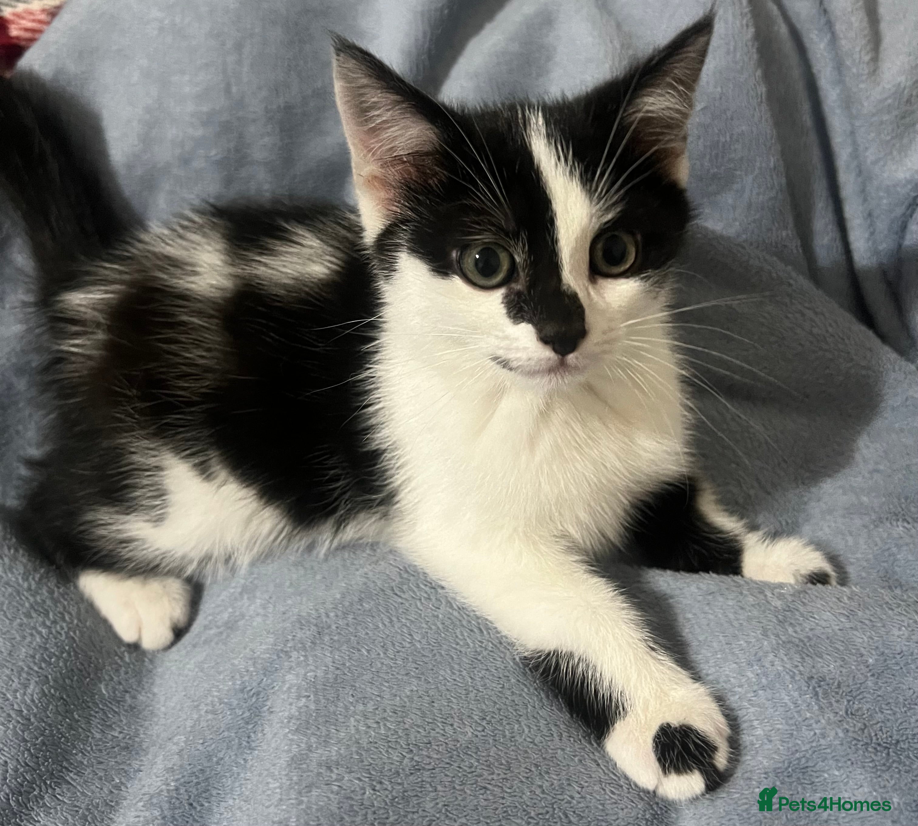 Mixed Breed cats 3 lovely kittens for sale - Advert 7