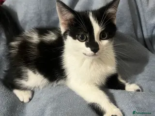 Mixed Breed cats 3 lovely kittens for sale - Advert 7