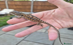 Bearded Dragon reptiles for sale: Bearded dragon babies available now  - Image 4