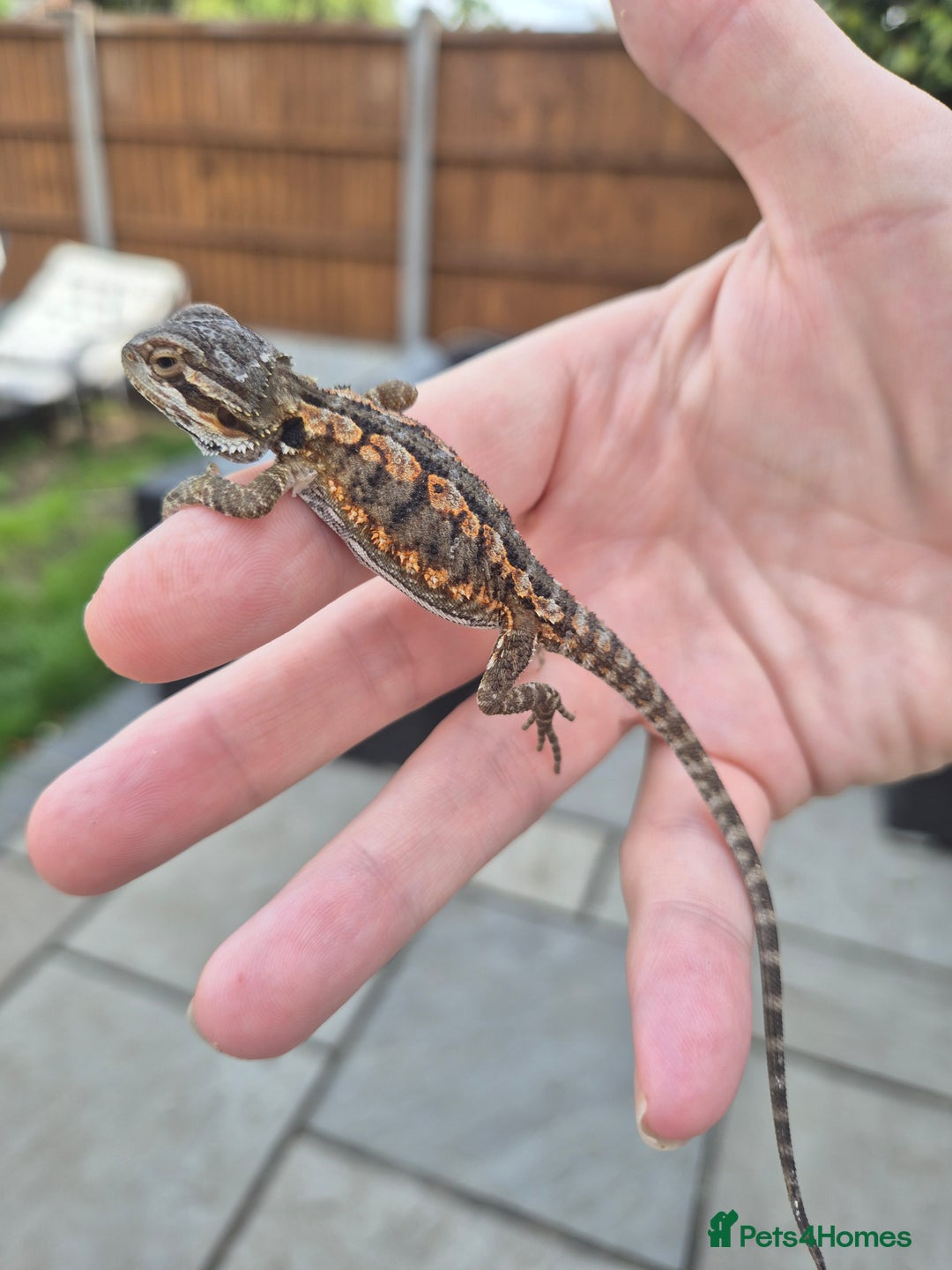 Bearded Dragon reptiles for sale: Bearded dragon babies available now  - Image 4