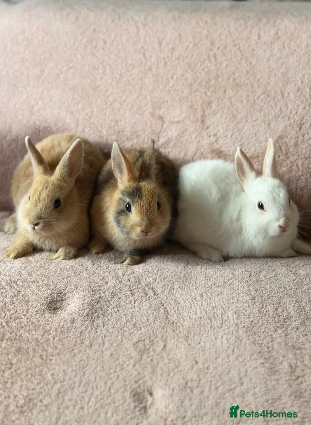 Netherland Dwarf rabbits for sale: Three Netherland Dwarf Rabbits for Sale 🐰 - Advert 1