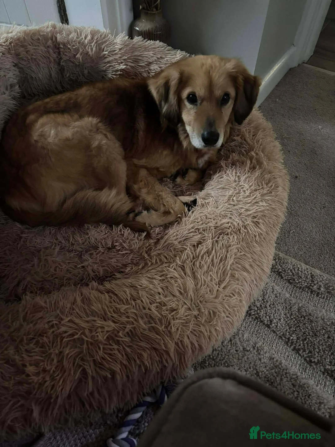 Mixed Breed dogs for adoption: Meet Twiggy,currently residing in Yorkshire  - Advert 3