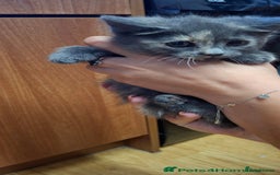 European cats for sale: Kittens  - Image 3