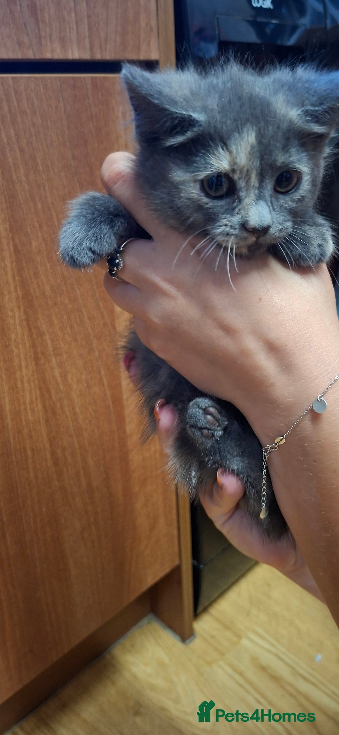 European cats for sale: Kittens  - Image 3