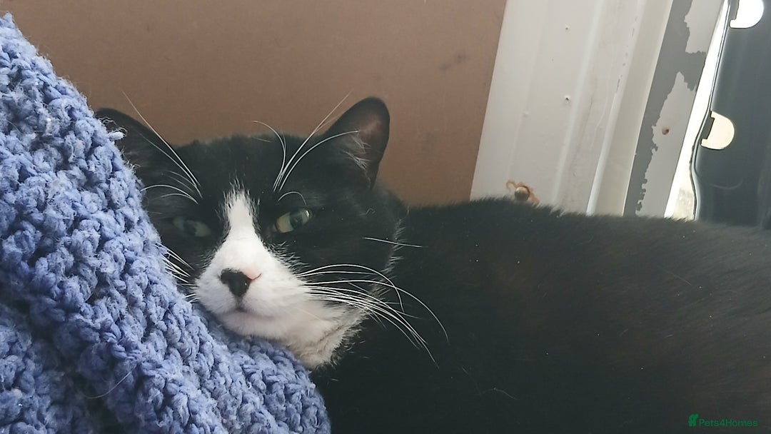 Mixed Breed cats for sale: Black and white loving girl cat 💗 - Image 1