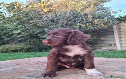 Cocker Spaniel dogs for sale: Exceptional Working Cocker Spaniel Pups – KC Reg - Image 2