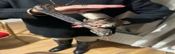 Python Snake reptiles for sale: 5 year old Royal ball Python  in Eastbourne - Advert 4