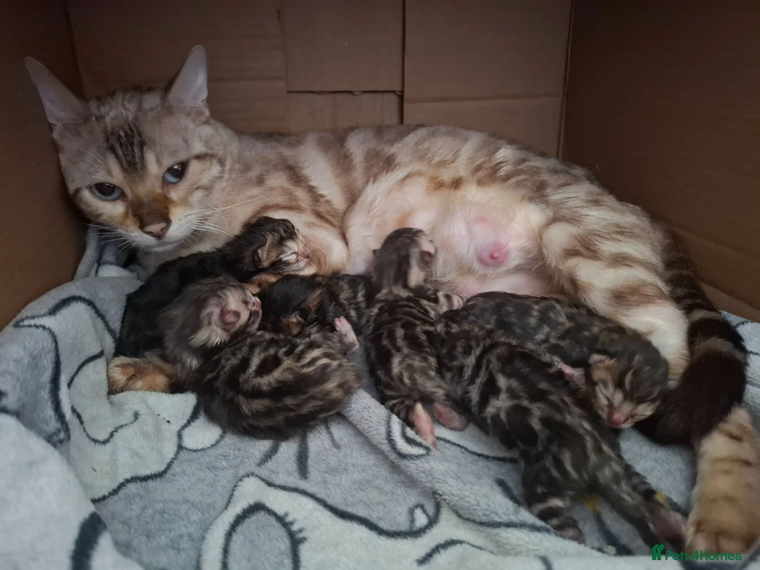 Bengal cats for sale: ❤️ Outstanding TICA Registered Bengal Kittens ❤️ - Advert 1