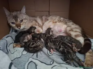 Bengal cats ❤️ Outstanding TICA Registered Bengal Kittens ❤️ - Advert 10