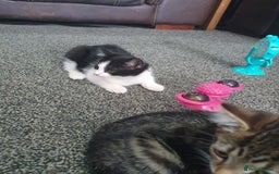 British Shorthair cats for sale: Here I have 4 beautiful kittens  - Image 11