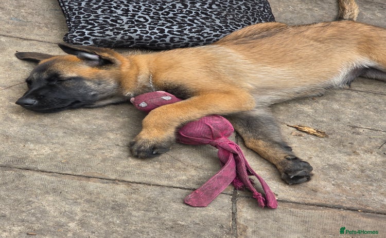 Belgian Shepherd Dog dogs - Advert 11