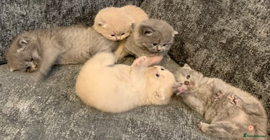 British Shorthair cats - Advert 6