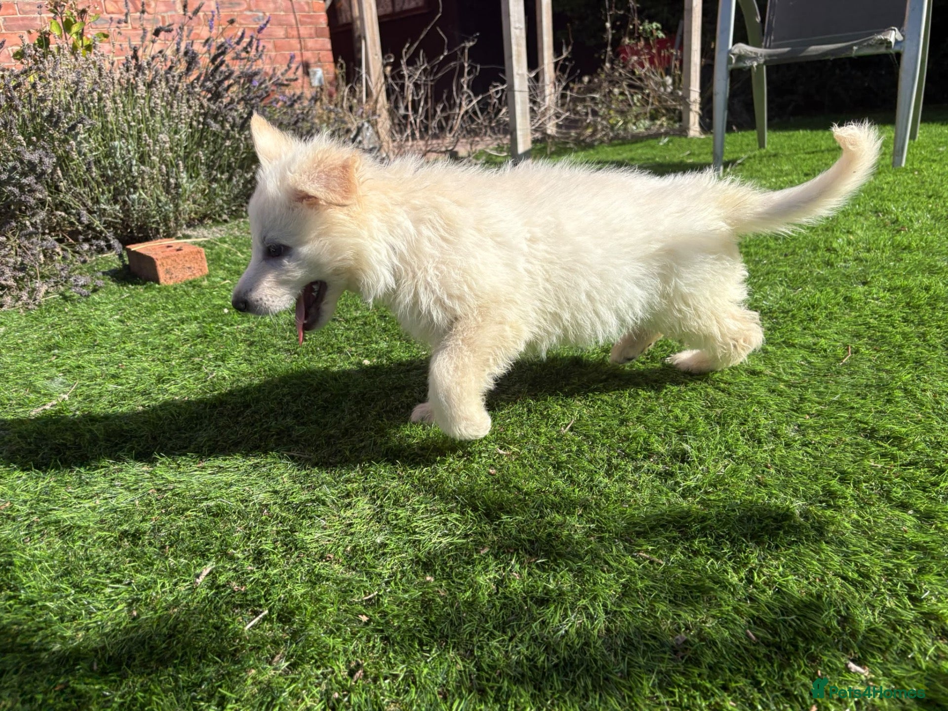 German Shepherd dogs Long haired German shepherd puppies -LAST BOY LEFT - Advert 17