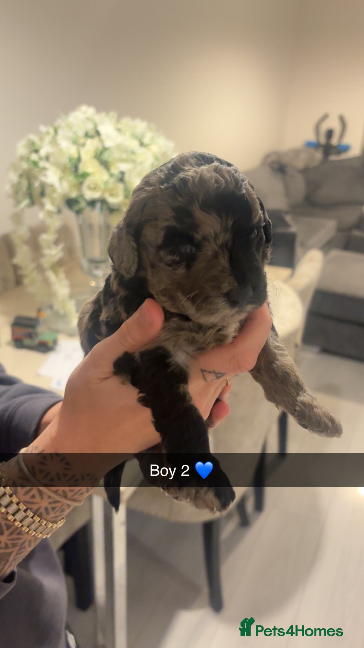 Labradoodle dogs Miniature labradoodles for sale PHANTOM - Advert 13