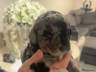 Labradoodle dogs Miniature labradoodles for sale PHANTOM - Advert 13