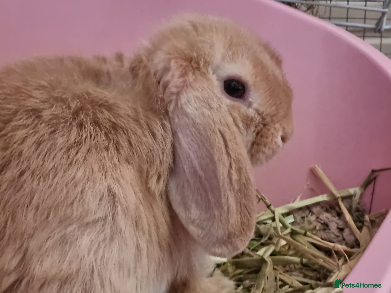 Mini Lop rabbits Two delightful mini hops seek a forever home - Advert 2