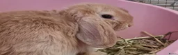 Mini Lop rabbits for sale: Two delightful mini hops seek a forever home - Advert 2