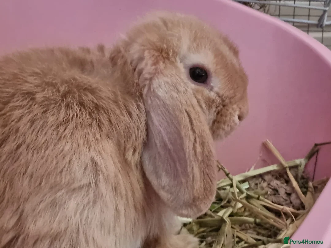 Mini Lop rabbits for sale: Two delightful mini hops seek a forever home - Advert 2
