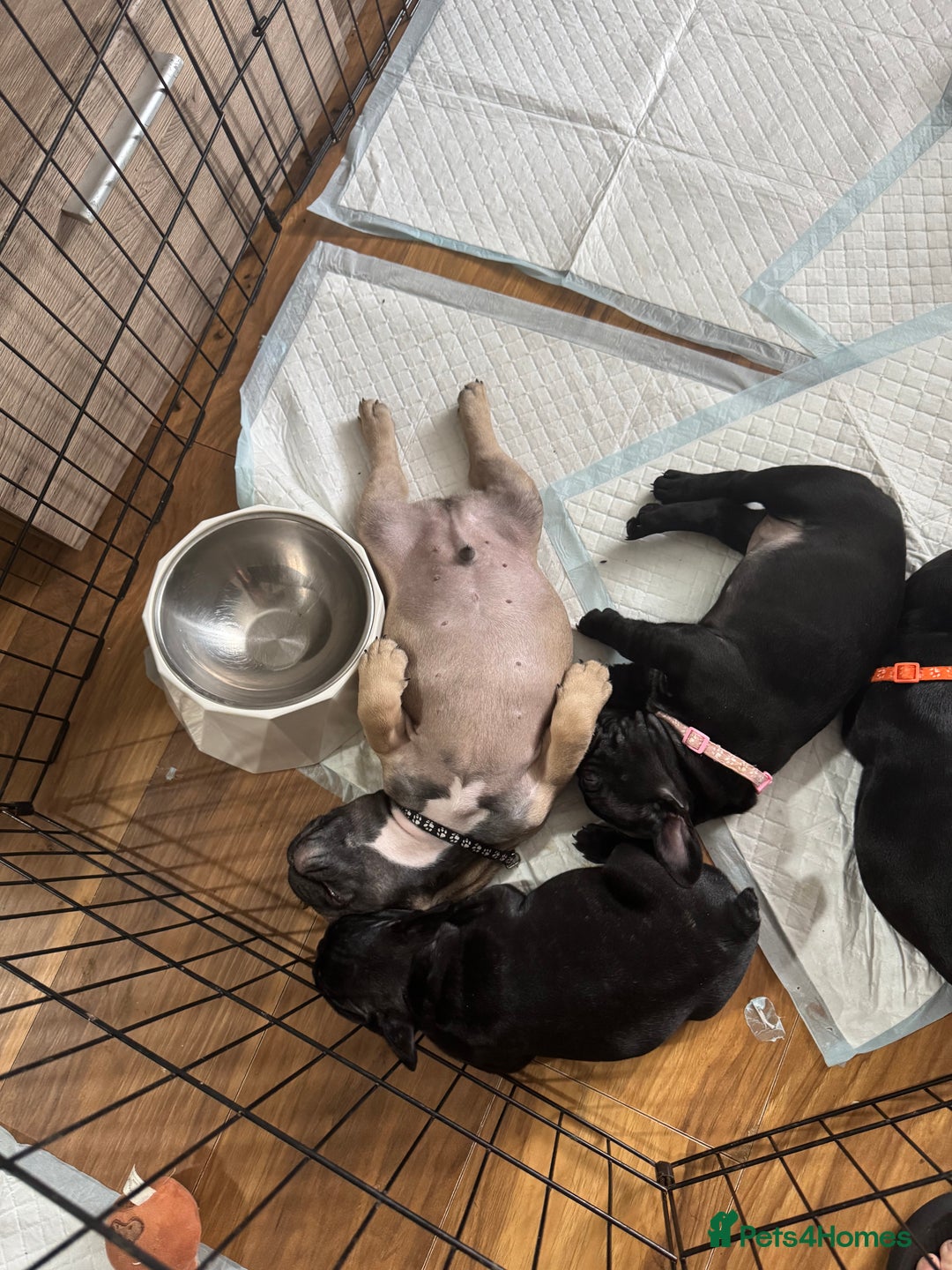 French Bulldog dogs for sale: KcFrenchiePup-HealthTestedParents-Lastone-Readynow in Derby - Image 15